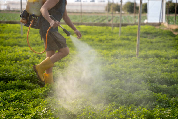 Best Local Pest Control Services  in Mango, FL
