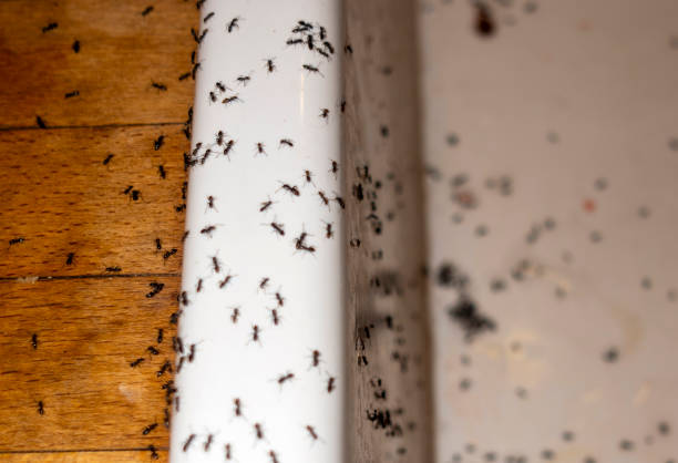 Best Cockroach Control Services  in Mango, FL