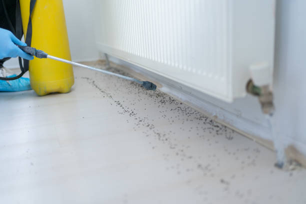 Best Wasp Removal Services  in Mango, FL